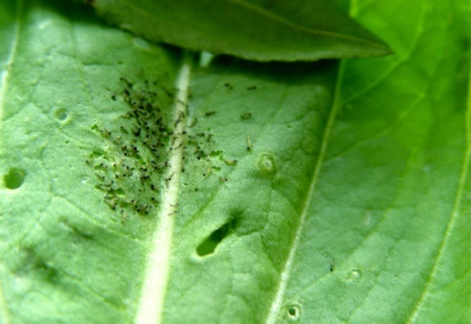 0702_102244_524.jpg 11.jpg