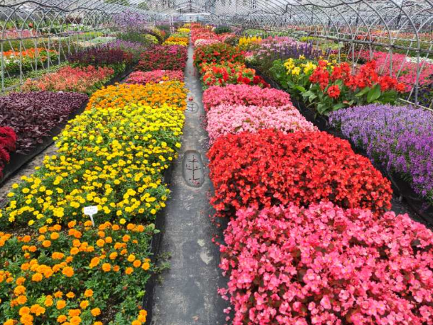 7公顷智能温室大棚将亮相2021花博会,693种花卉正在调整花期