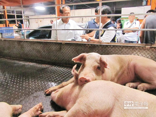 台湾严管病死猪增订刑责罚金全程监督流向(图)