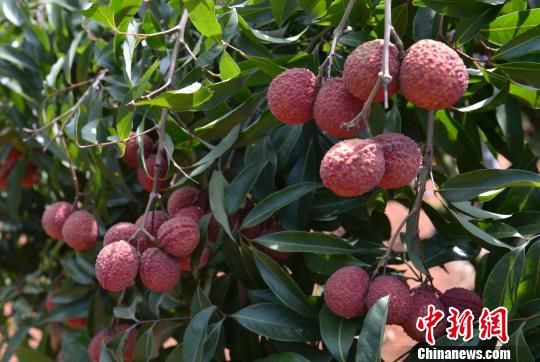 海南无核荔枝上市无核无火无渣最高千元每公斤2