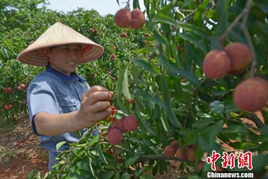 海南无核荔枝上市无核无火无渣最高千元每公斤