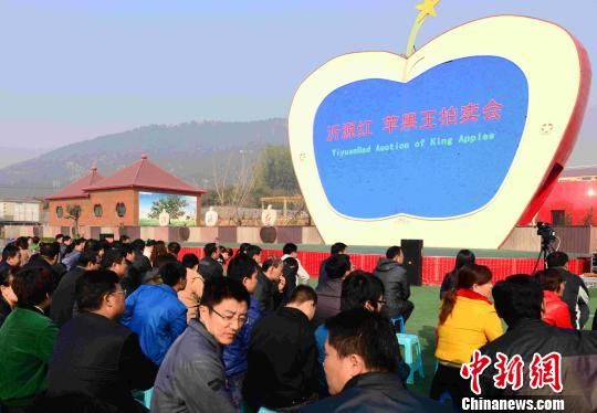 山东沂源27日举行第三届苹果文化节苹果王拍卖活动,当地2千多人参与竞拍。 李欣 摄 山东沂源27日举行第三届苹果文化节苹果王拍卖活动,当地2千多人参与竞拍。 李欣 摄