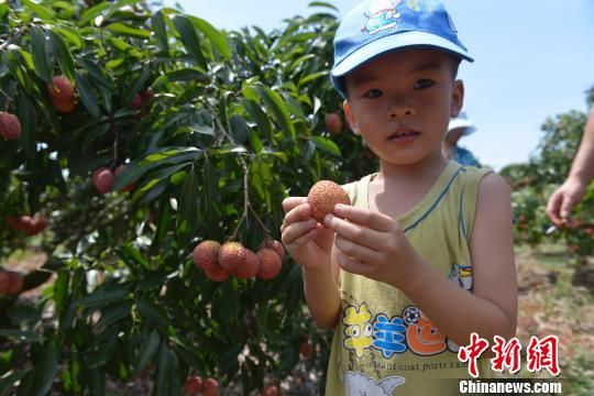 海南无核荔枝上市无核无火无渣最高千元每公斤3