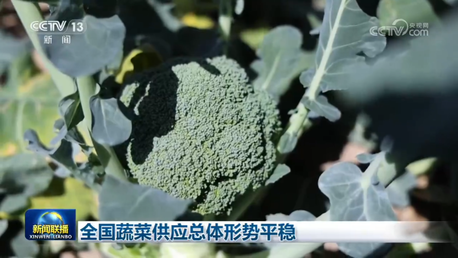 全国蔬菜供应总体形势平稳