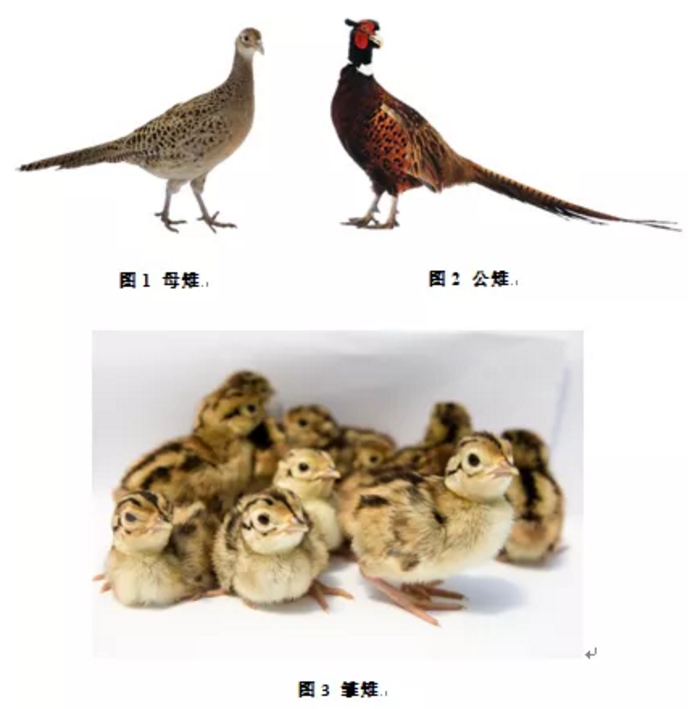 图片10.png