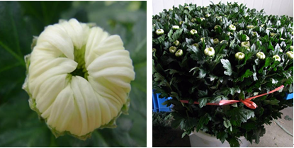 1121_130210_520.png QQ截图20181121130039.png