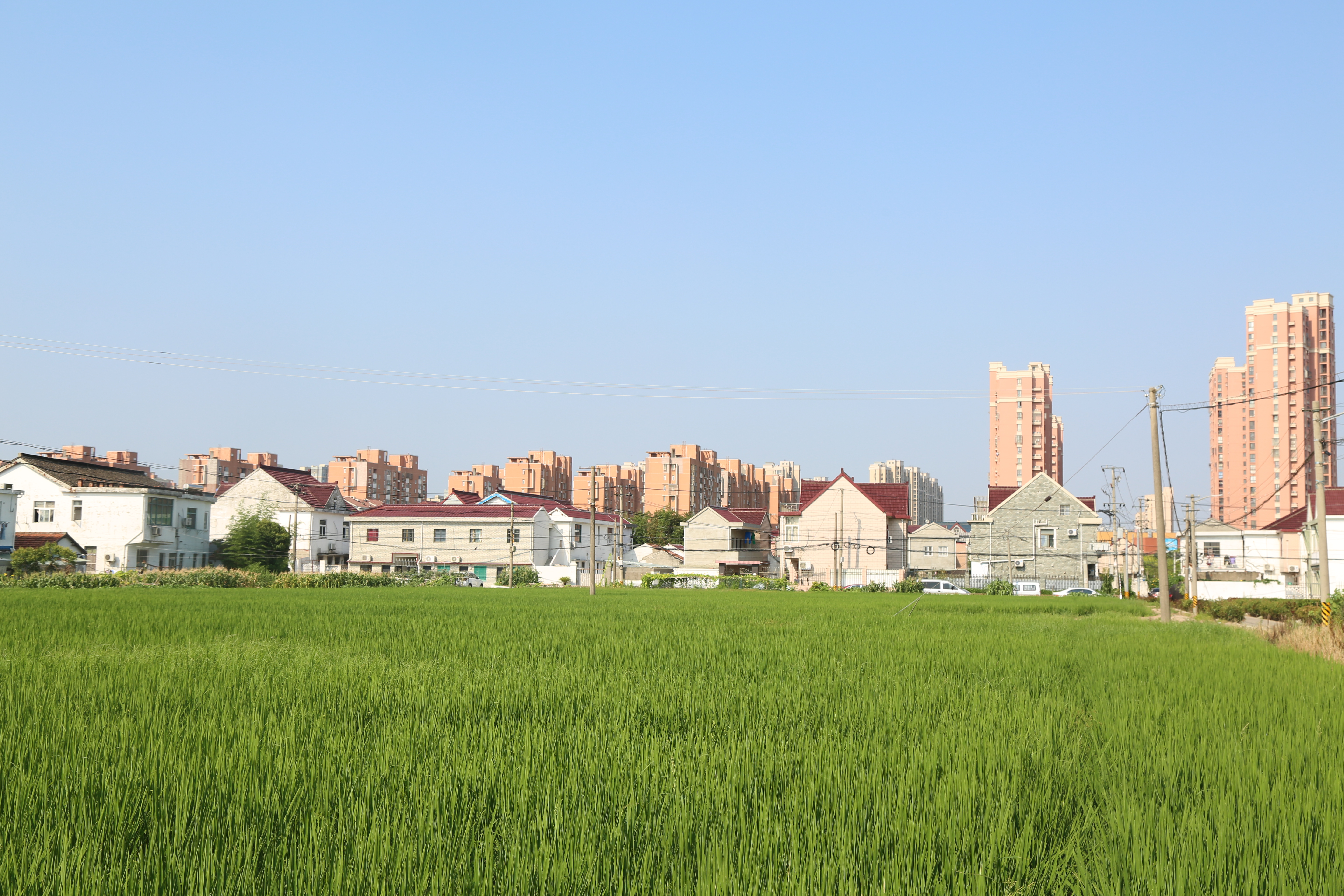 水稻田 (1).JPG