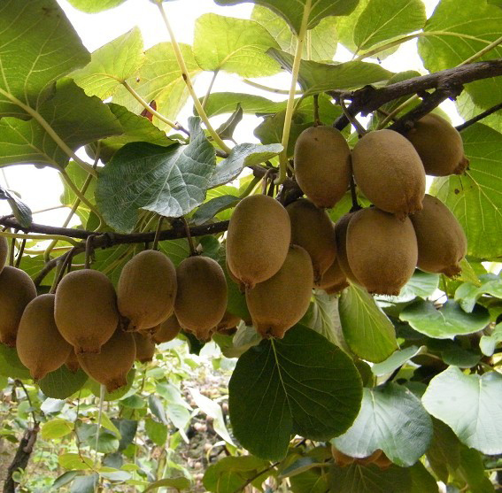 "真一"牌猕猴桃——上海农夫果园