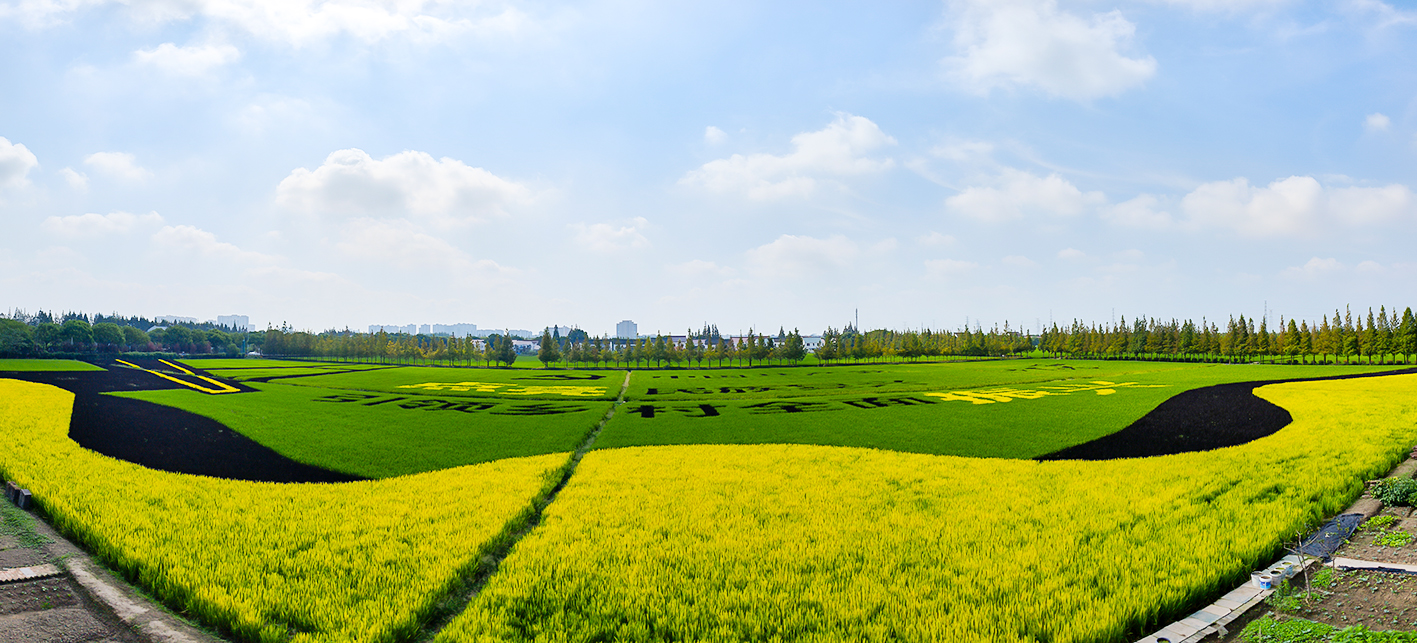 千亩坊七彩水稻田 2.jpg