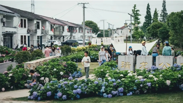 青浦这个村用“花节”盘活了“花经济”
