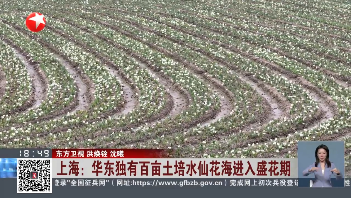 视频｜上海：华东独有百亩土培水仙花海进入盛花期