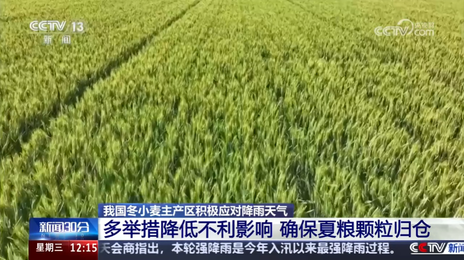 我国冬小麦主产区积极应对降雨天气 多举措降低不利影响 确保夏粮颗粒归仓